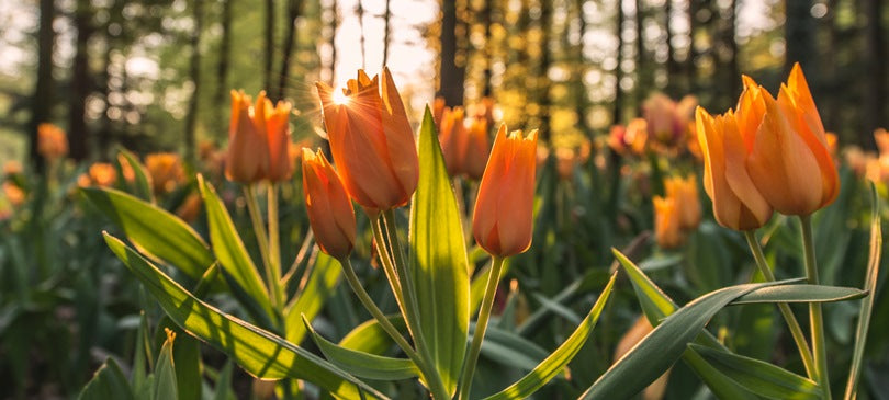 10 Fakten rund um Frühling und Frühjahr