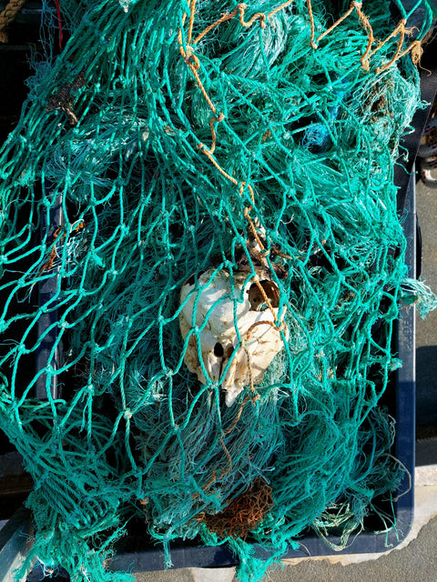 One Earth - One Ocean: Rettung für die Ostsee