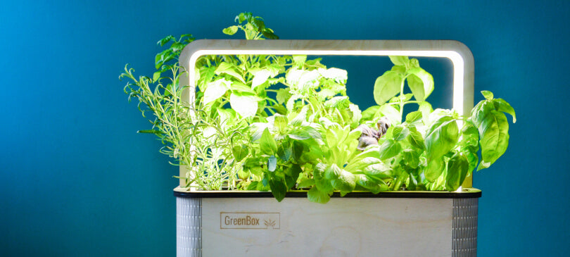 BerlinGreen: GreenBox, der smarte Indoor-Garten