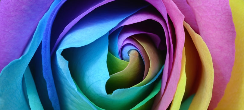 Regenbogen-Blume: Rainbow Rose – kunterbunte Blüten selbst gemacht
