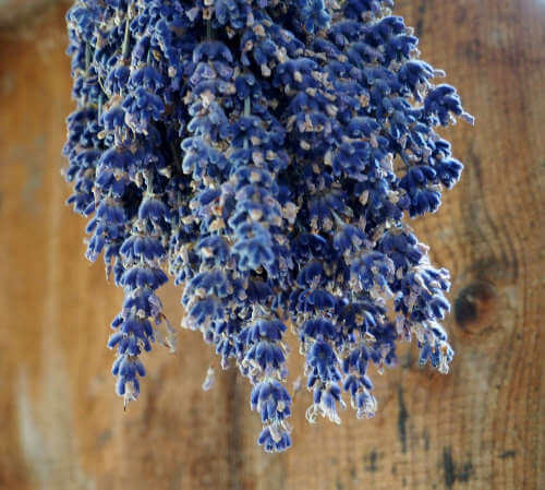 DIY Trockensträuße: Selber Blumen trocknen