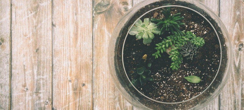 Ewiges Terrarium selber machen – DIY-Geschenkidee