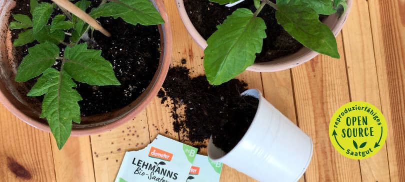 Lehmann Natur: Bio-Pflanzen aus Samen selber ziehen