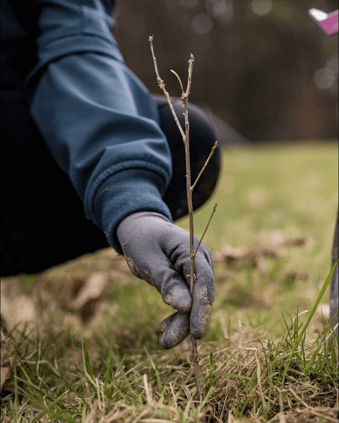 Baum wird gepflanzt