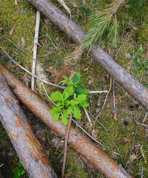 baum wald