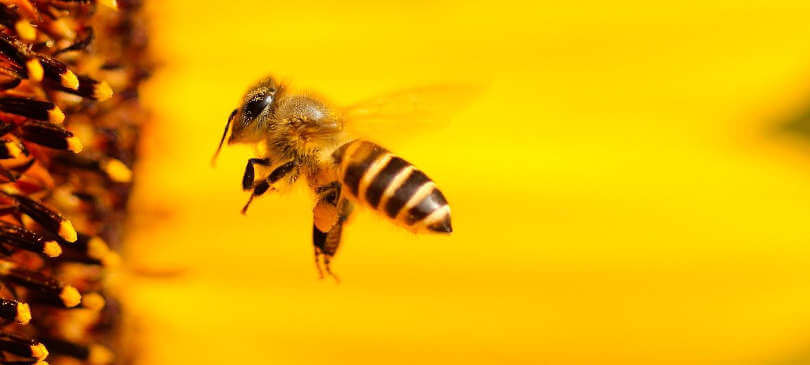 Bienen, Hummeln, Wespen – Unterschiede und Artenschutz