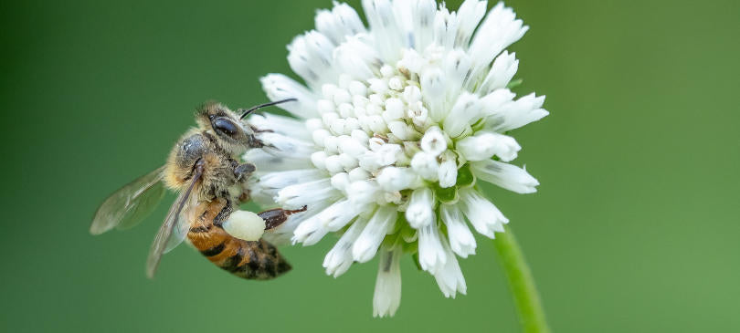 Veganer Honig – 5 pflanzliche Alternativen zu Bienenhonig