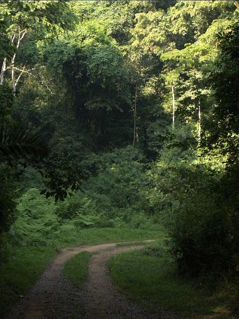 Wald