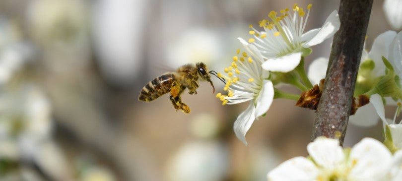 Waldbienen: Unsichtbare Bestäuber des Waldes