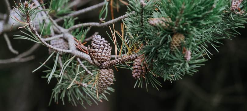 Kiefernöl – Wellness aus dem Wald